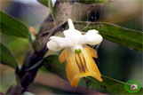 Hoảng thảo Hương duyên - Dendrobium ellipsophyllum