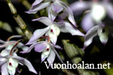 Hoàng thảo Hương vani - Dendrobium linguella
