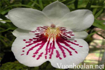 Lan Vũ nữ - Oncidium Miltoniopsis Phalaenopsis