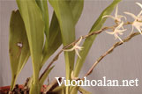 Lan len Eria javanica - Việt Nam có thêm loài lan mới 