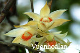Hoàng Thảo Hắc Mao - Dendrobium williamsonii