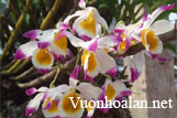 Hoàng Thảo Ngọc Thạch - Dendrobium crystallinum
