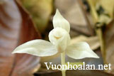 Chi và loài Lan mới cho Việt Nam: Cephalanthera exigua