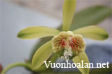 Phát hiện loài lan mới Miguelia cruenta ở Khánh Hoà