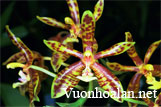 Lan hồ điệp ấn - Phalaenopsis mannii