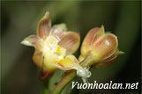 Lan môi râu lược - Pelatantheria ctenoglossa
