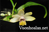 Hoàng thảo đơn côi - Dendrobium chittimae