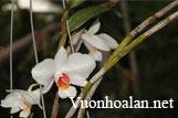 Hoàng thảo bạch nhạn - Dendrobiumn wattii