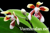 Lan hồ điệp Sơ Pai - Phalaenopsis fuscata