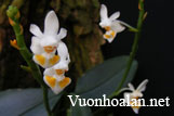 Lan hồ điệp trung - Phalaenopsis gibbosa