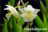 Hoàng thảo lá cong - Dendrobium acinaciforme