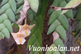 Hoàng thảo hai thùy - Dendrobium bilobulatum