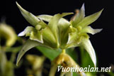 Hoàng thảo Langbiang - Dendrobium langbianense