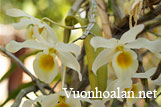 Hoàng thảo gia lu - Dendrobium nobile var. alboluteum