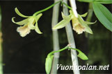 Hoàng thảo hoa xanh - Dendrobium stuartii