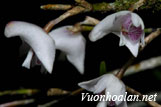 Hoàng thảo hoa nhụt - Dendrobium truncatum