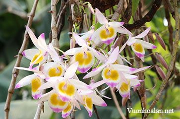Lan Hoàng thảo - Dendrobium