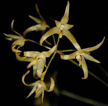Bulbophyllum tixieri - lan lọng langbian