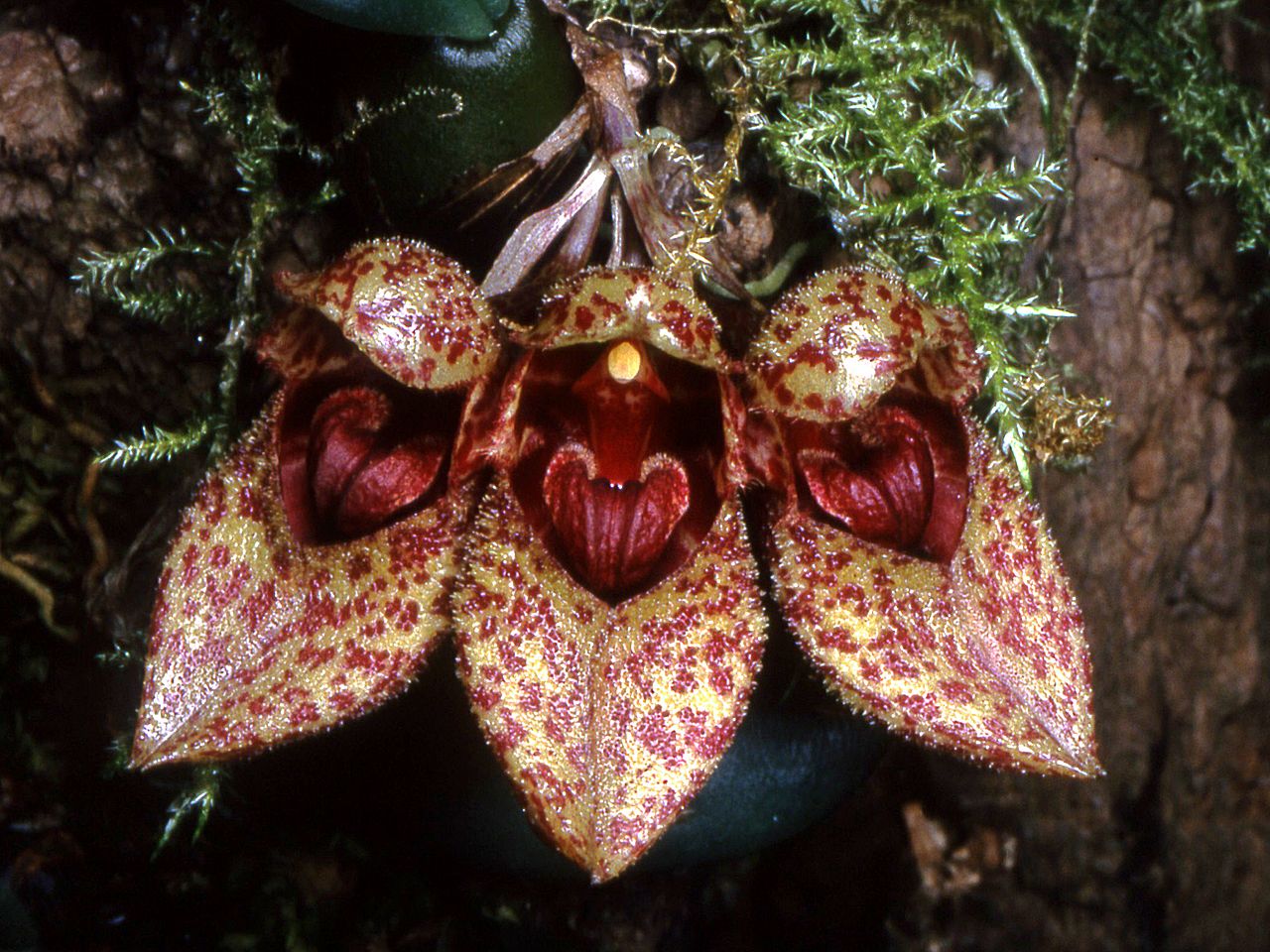 Bulbophyllum frostii - lan lọng giầy, da beo