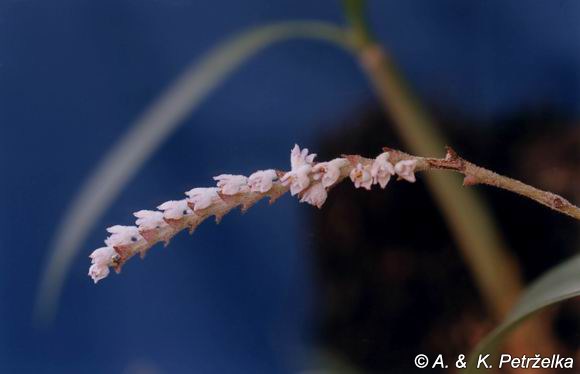 Eria cochinchinensis - Lan len Nam Bộ