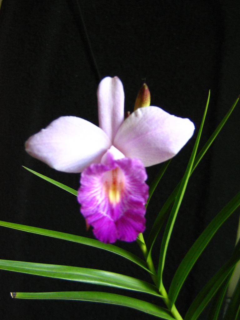 Lan Trúc – Lan Tre – Lan Sậy Arundina graminifolia - Bamboo Orchid