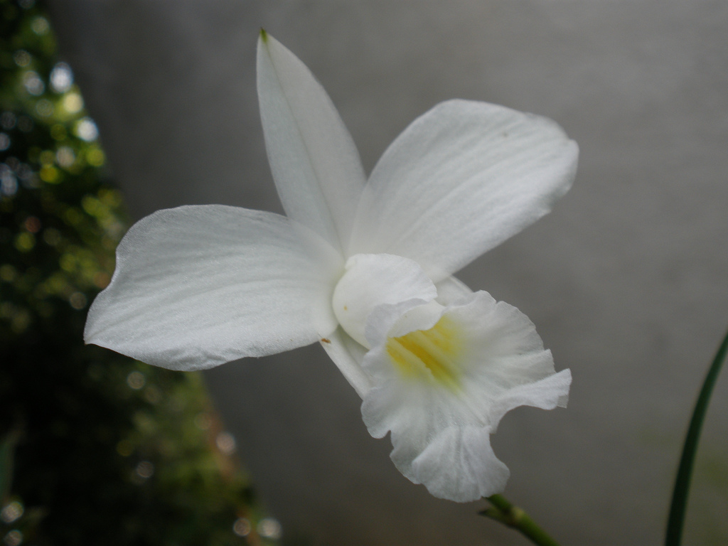 Lan Trúc – Lan Tre – Lan Sậy Arundina graminifolia - Bamboo Orchid