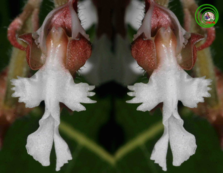 Lan sứa nhiều núm - Anoectochilus papillosus