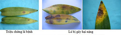Triệu chứng đốm lá do Cercospora sp. trên Dendrobium