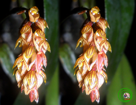 Lan lọng Bà Rịa - Bulbophyllum bariaense