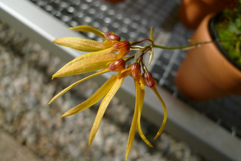 Lan lọng cao - Bulbophyllum elatum