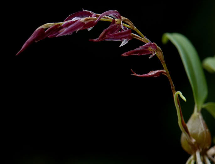 Cầu diệp nâu tía  Bulbophyllum atrosanguineum