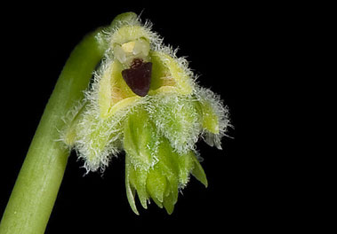 Bulbophyllum averyanovii Seidenf. 1992