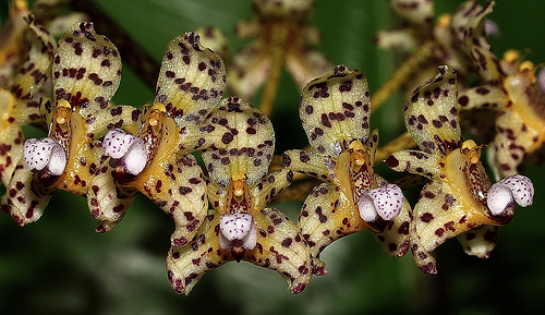 Bulbophyllum violaceolabellum Seidenfaden 1981