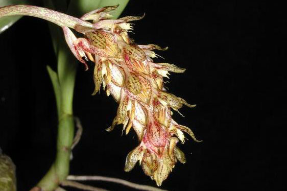 Bulbophyllum morphologlorum Kraenzl. 1908