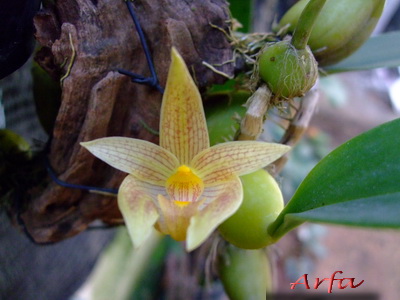Bulbophyllum orectopetalum Garay, Hamer & Siegerist 1992