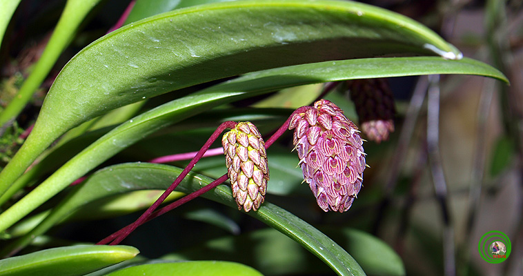 Bulbophyllum repens Griff. 1851