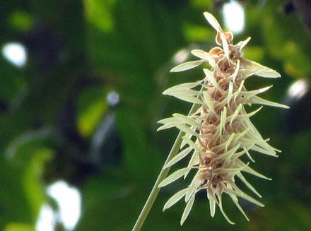 Bulbophyllum sanitii Seidenf. 1970