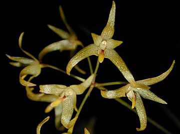 Bulbophyllum tixieri Seidenf. 1992