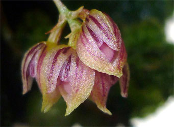 Bulbophyllum bisetoides Seidenf 1990