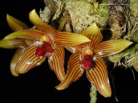 Bulbophyllum psittacoglossum Rchb. f. 1863