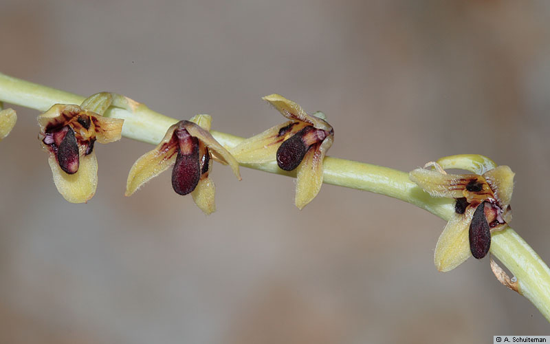 /upload/hieunm/image/Bulbophyllum/bulbophyllum-nigripetalum.jpg