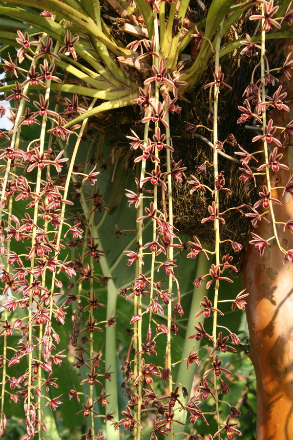 Lan kiếm lô hội - Cymbidium aloifolium