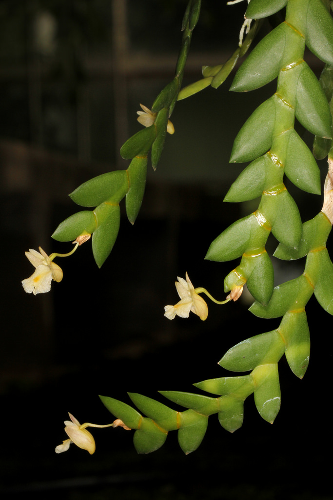 Hoàng thảo hai thùy - Dendrobium bilobulatum