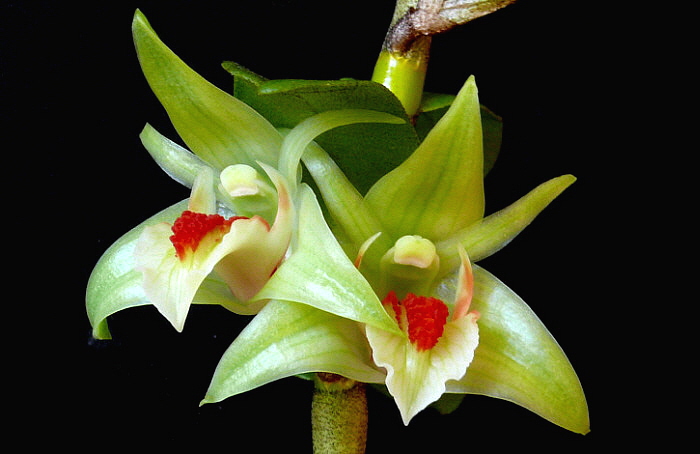 Hoàng thảo Thanh hạc - Dendrobium- cruentum