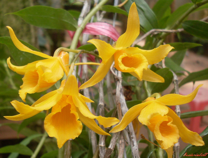 Hoàng thảo tam đảo - Dendrobium-daoense