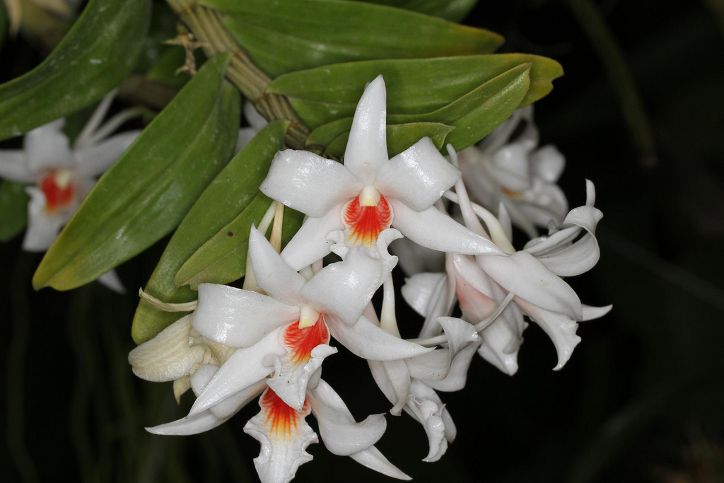 Dendrobium draconis