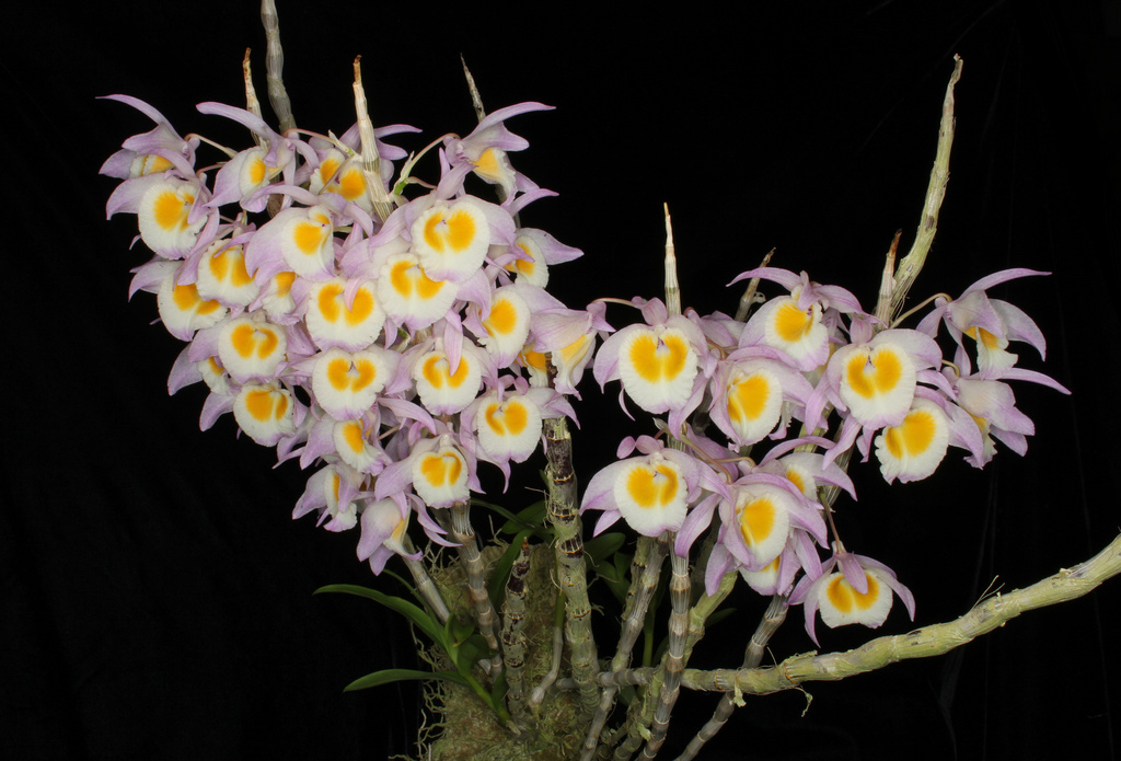 Hoàng thảo ý thảo - Dendrobium gratiosissimum