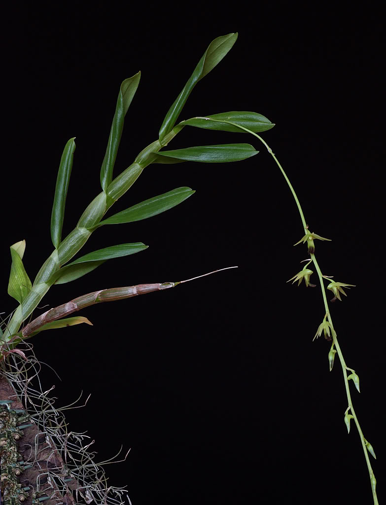 Dendrobium hemimelanoglossum - Lan hoàng thảo thõng