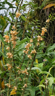Lan hoàng thảo nemorale - Dendrobium nemorale