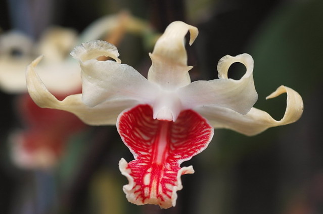 Hoàng thảo vạch đỏ - Dendrobium ochraceum